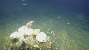 Media type: image;   Invertebrate Zoology 153153 Description: live specimen;